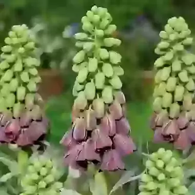 Purple Favorite